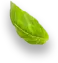 banner-leaf